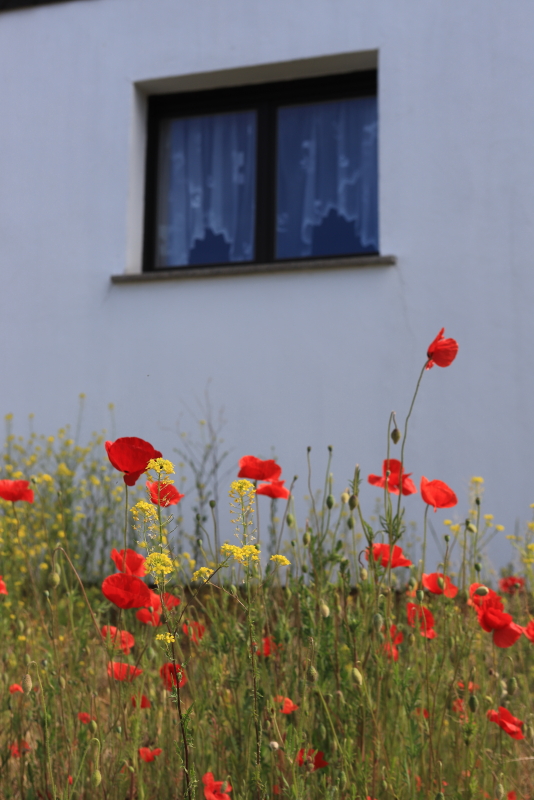 lotissement dessiné par le Bauhaus, photo Catherine Gras