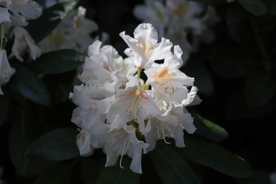 fleur, photo Catherine Gras