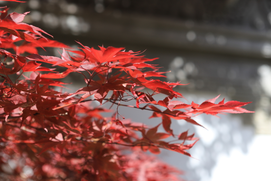 feuille d'érable rouge, photo Catherine Gras