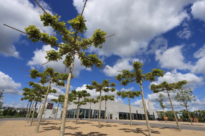 arbres en contre plongée sur fond de nuages, grand angle, photo Catherine Gras