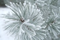 Parc de Barnim, sous la neige, photo Catherine Gras