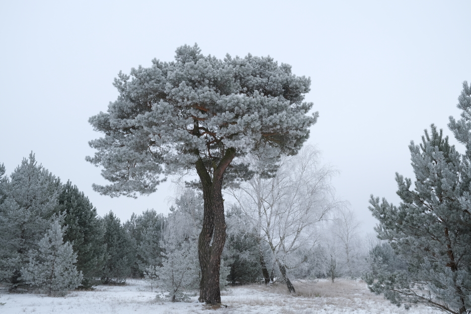 Parc de Barnim, sous la neige, photo Catherine Gras