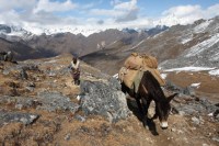 Mule sur fonds de montagnes au Bouthan, vue en plongée, photo Catherine Gras