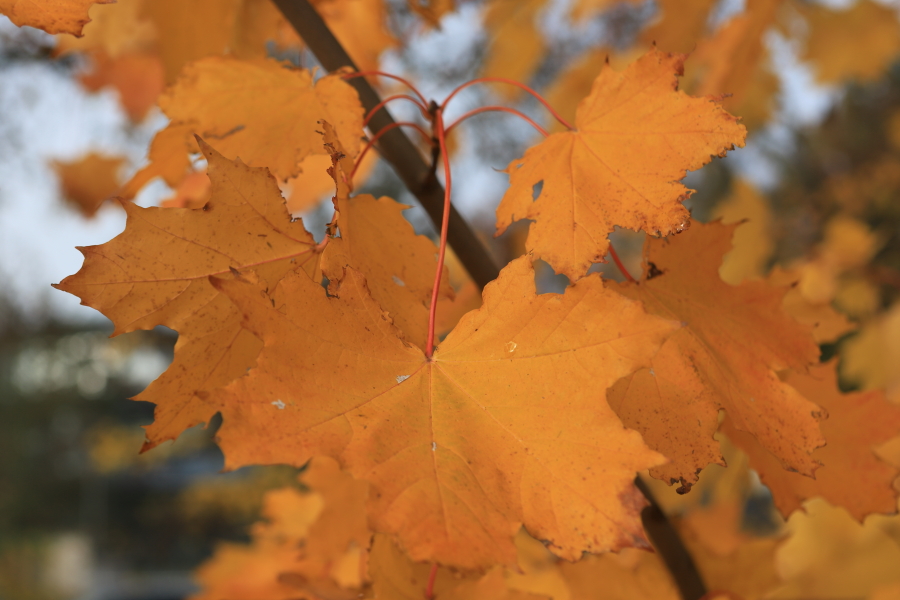 feuille d'automne, photo Catherine Gras