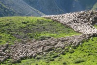 Troupeau de moutons, photo Catherine Gras