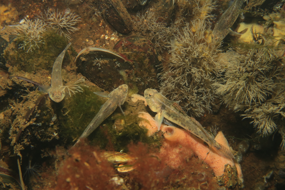 photo Catherine Gras