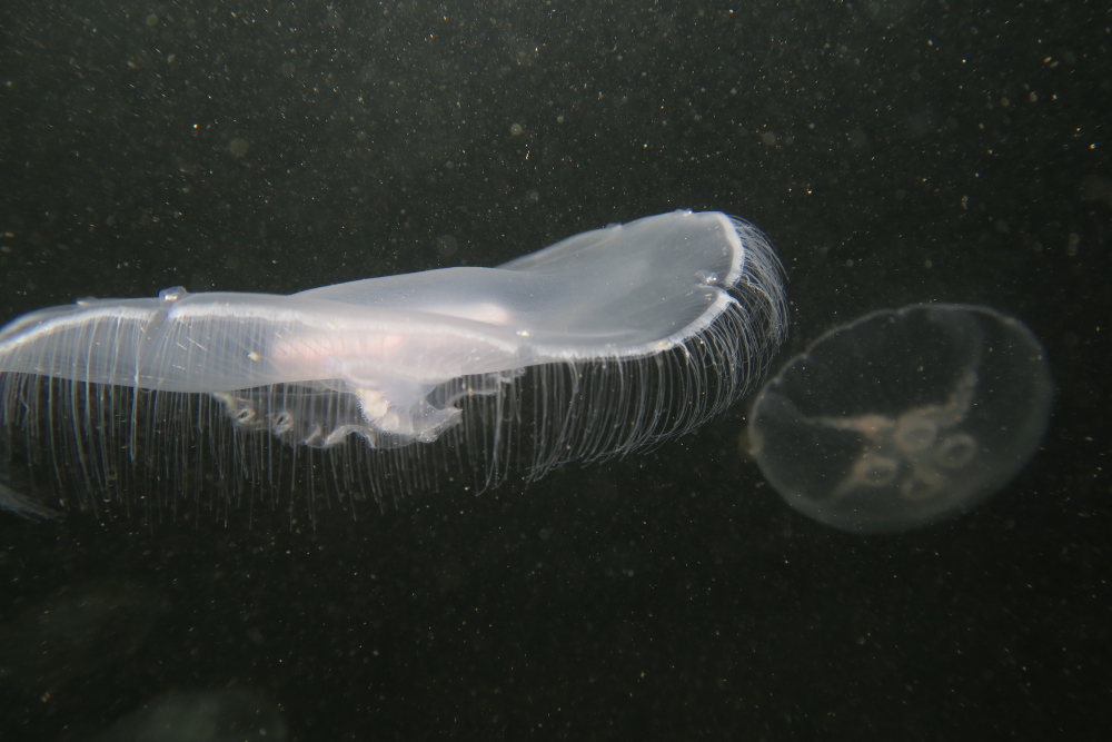 Méduses, photo Catherine Gras