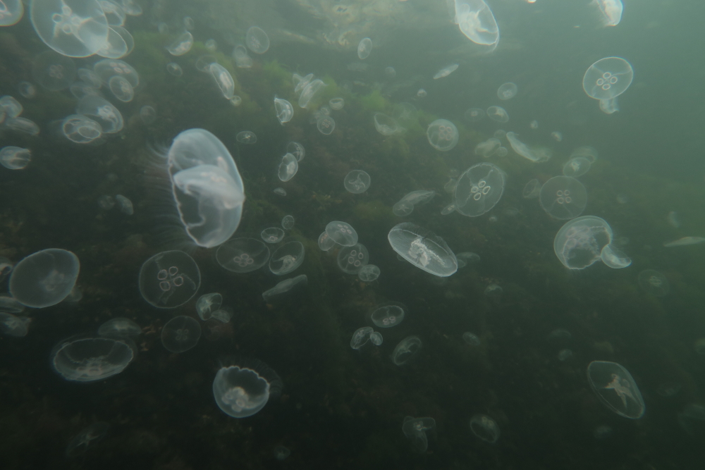 Méduses, photo Catherine Gras