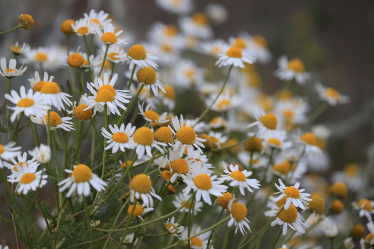 Photo Catherine Gras