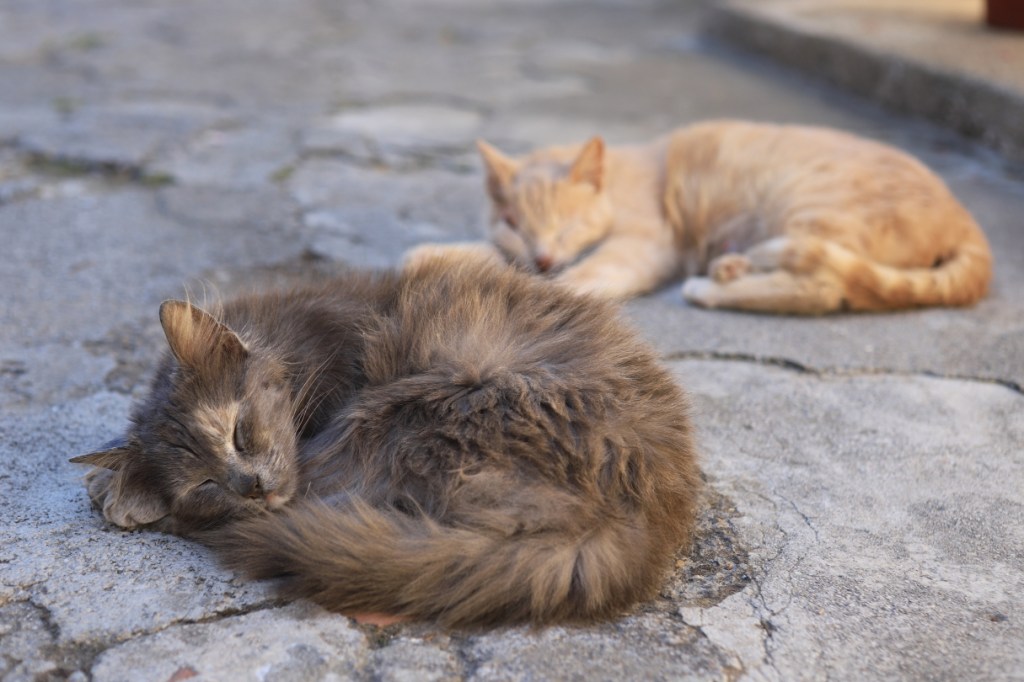 Photo Catherine Gras