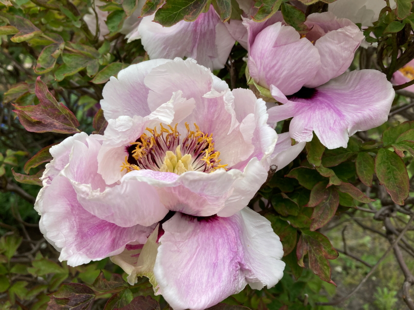 Photo Catherine Gras